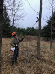 pole pruner